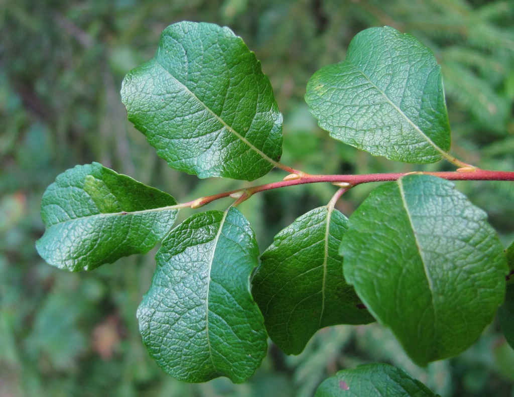 Image of Salix starkeana specimen.