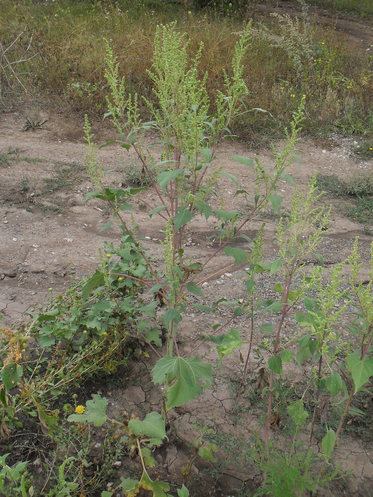 Image of Cyclachaena xanthiifolia specimen.