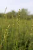 genus Elymus. Верхушка цветущего растения. Южный Казахстан, правобережье Сыр-Дарьи выше устья Арыси. 26.05.2012.
