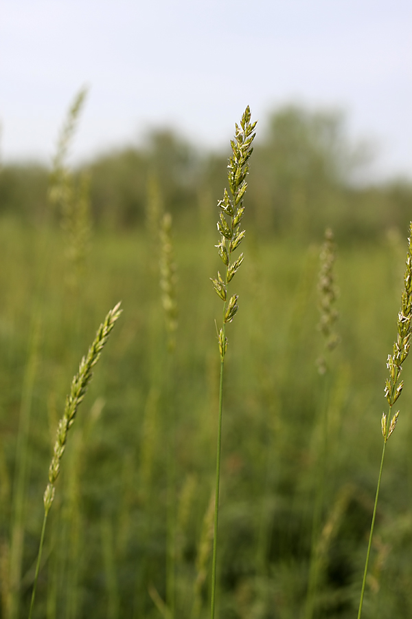 Изображение особи род Elymus.