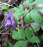 Corydalis intermedia. Верхушка цветущего растения. Карелия, Ладожское озеро, о. Валаам, прогалина в темнохвойном лесу. 12.05.2012.