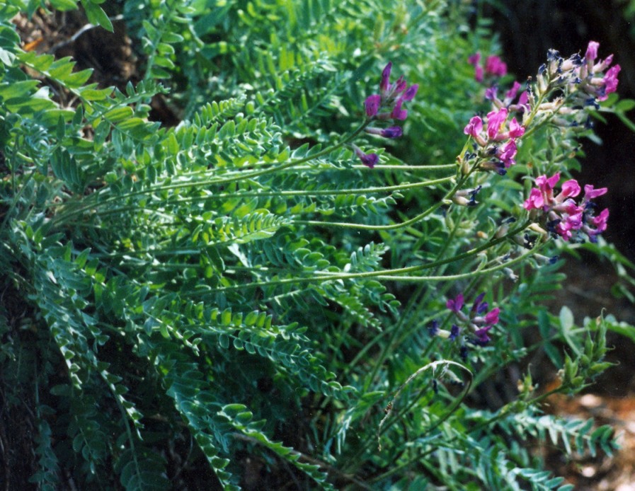 Image of Oxytropis wologdensis specimen.