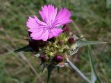 Dianthus andrzejowskianus. Соцветие. Ростовская обл., Персиановская степь, Аютинские склоны, верхняя часть склона правого коренного берега р. Аюта. 15.05.2012.