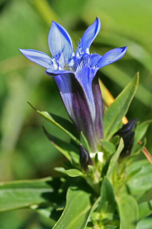 Image of Gentiana septemfida specimen.