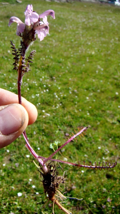 Изображение особи Pedicularis crassirostris.