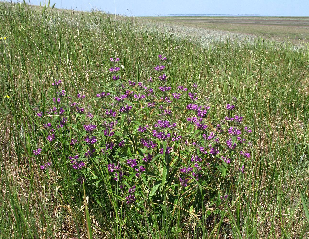 Image of Phlomis pungens specimen.