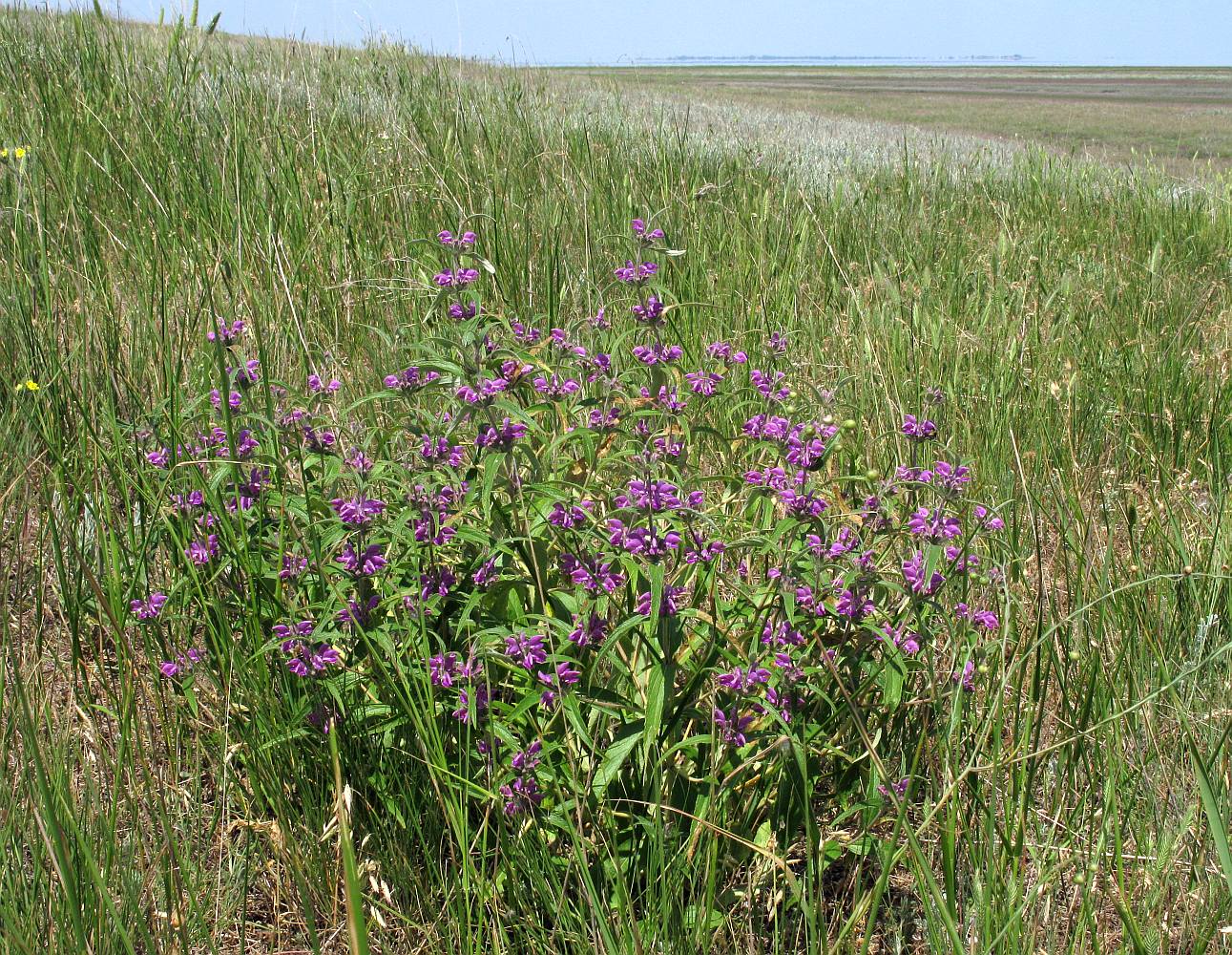 Image of Phlomis pungens specimen.