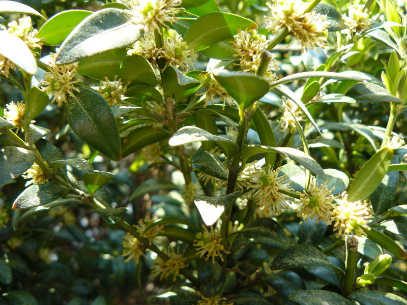 Image of Buxus sempervirens specimen.