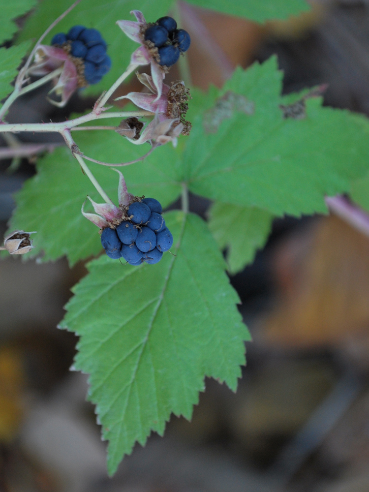 Изображение особи Rubus caesius.