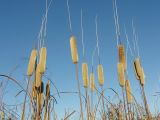 Typha tichomirovii