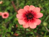 Potentilla nepalensis