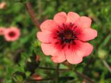 Potentilla nepalensis. Цветок. Украина, г. Запорожье, Запорожский детский ботанический сад. 19.06.2009.