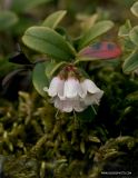 Vaccinium vitis-idaea. Цветущее растение. Архангельская обл., Соловки, Сенные луды, приморская вороничная тундра. 21.06.2012.