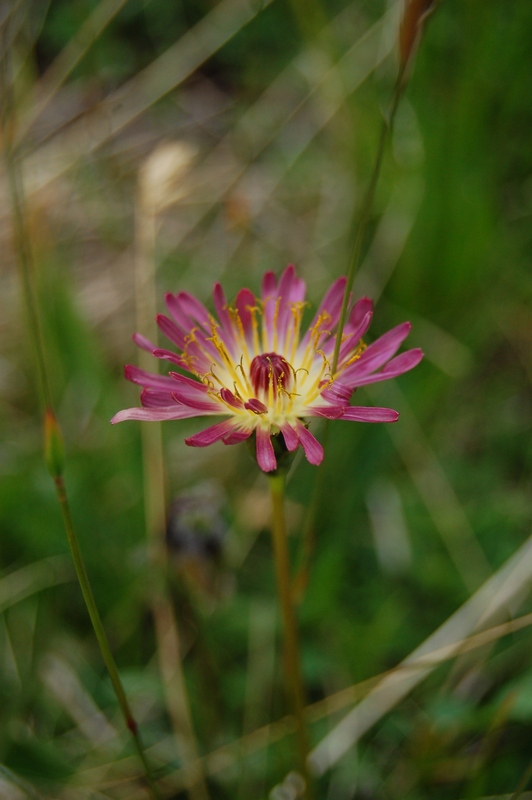 Изображение особи Taraxacum porphyranthum.