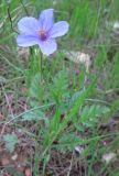 genus Erodium. Цветущее растение. Израиль, Северный Негев, лес Лаав. 14.02.2013.