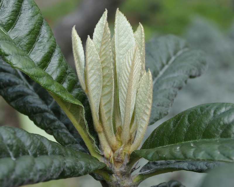 Image of Eriobotrya japonica specimen.