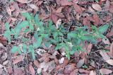 Solanum pseudocapsicum
