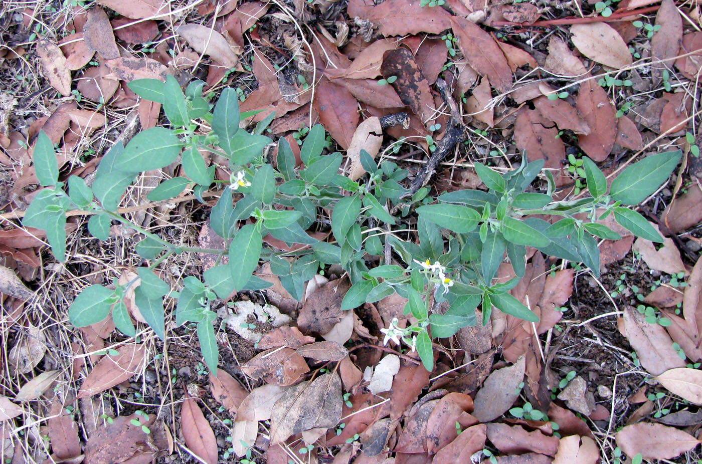 Изображение особи Solanum pseudocapsicum.