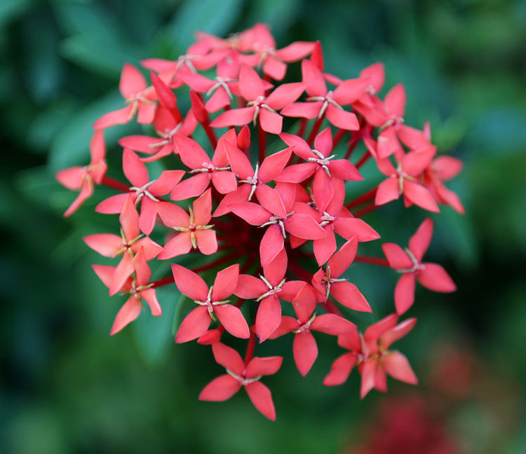 Image of genus Ixora specimen.