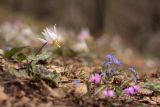 Erythronium caucasicum