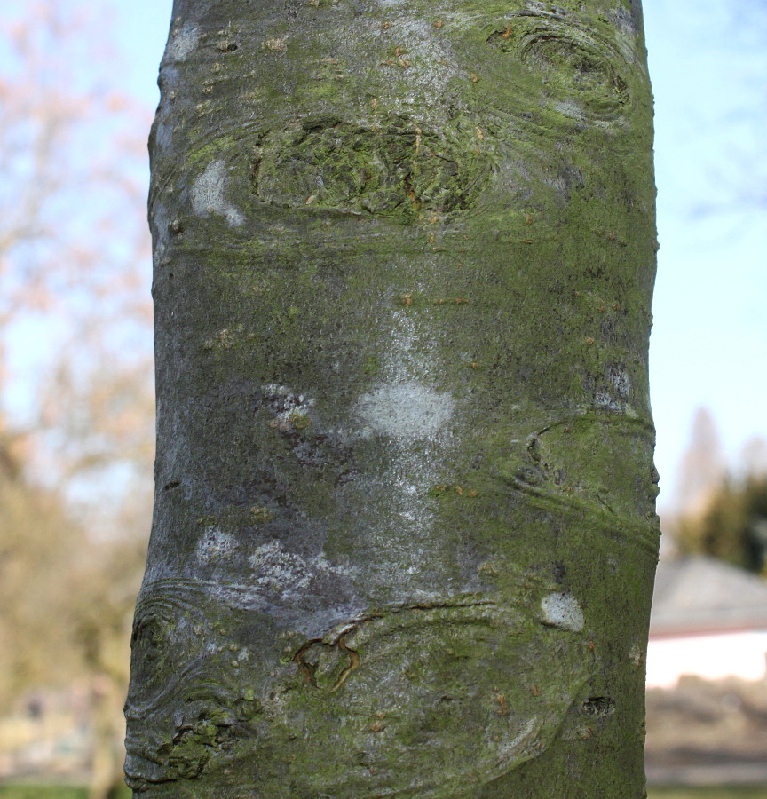 Image of Pyrus pyraster specimen.