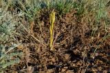 Ferula caspica