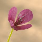 Roemeria hybrida. Цветок. Западный Казахстан, западный чинк плато Устюрт 18 км NNO п. Бейнеу. 04.05.2013.