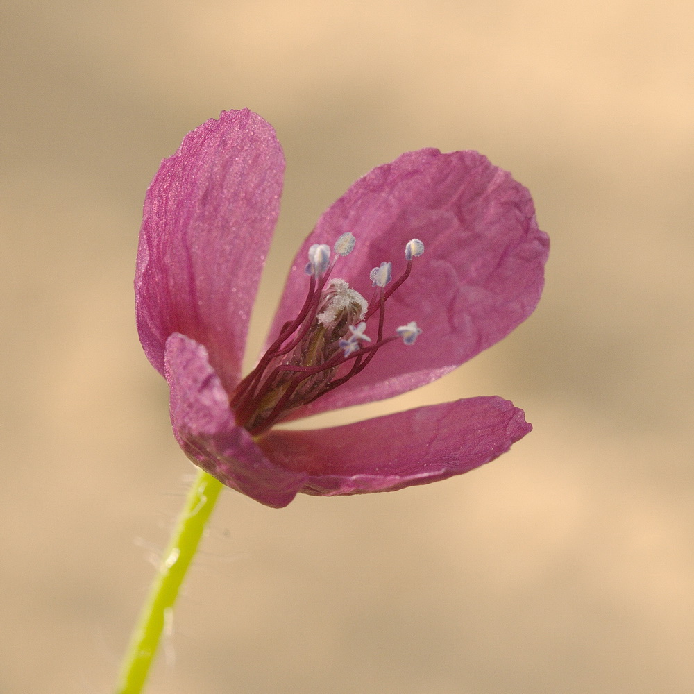 Изображение особи Roemeria hybrida.