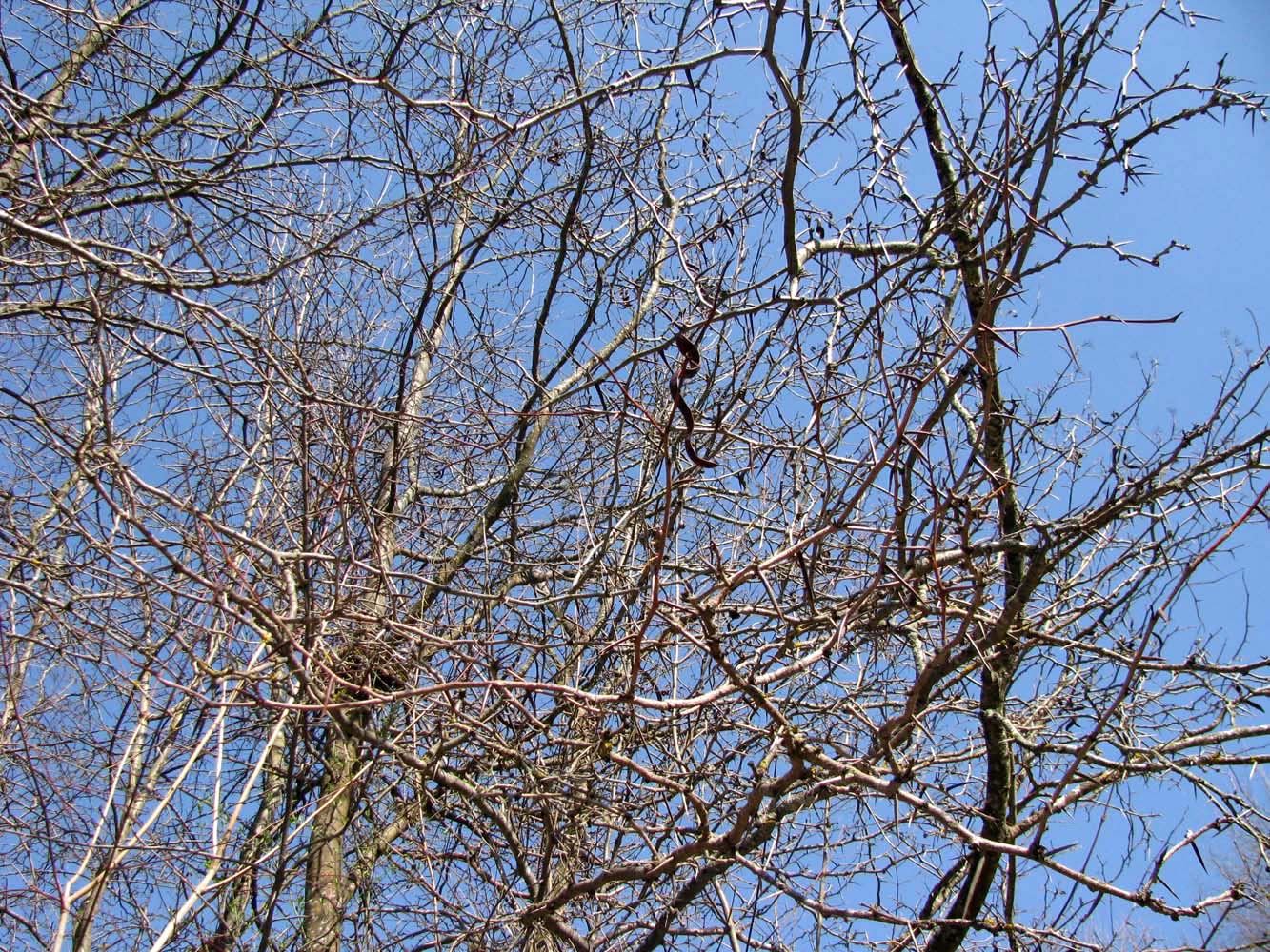 Изображение особи Gleditsia triacanthos.