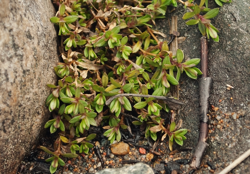 Image of Cerastium glabratum specimen.