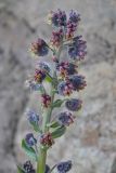 Solenanthus biebersteinii. Соцветие. Армения, Вайоц Дзор, окр. монастыря Спитакавор. 02.05.2013.