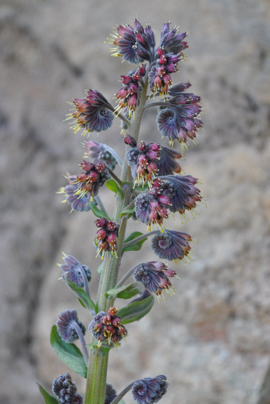 Image of Solenanthus biebersteinii specimen.