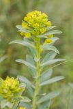 Euphorbia stepposa