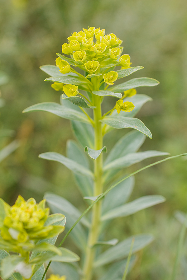Image of Euphorbia stepposa specimen.