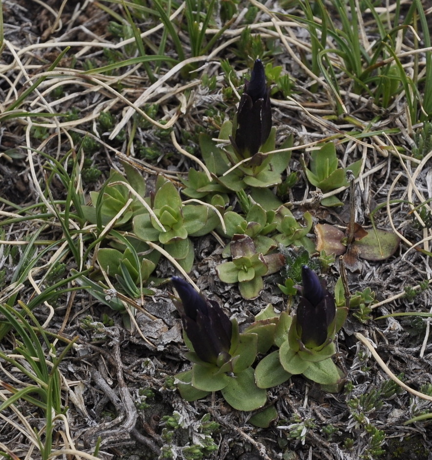 Изображение особи Gentiana pontica.