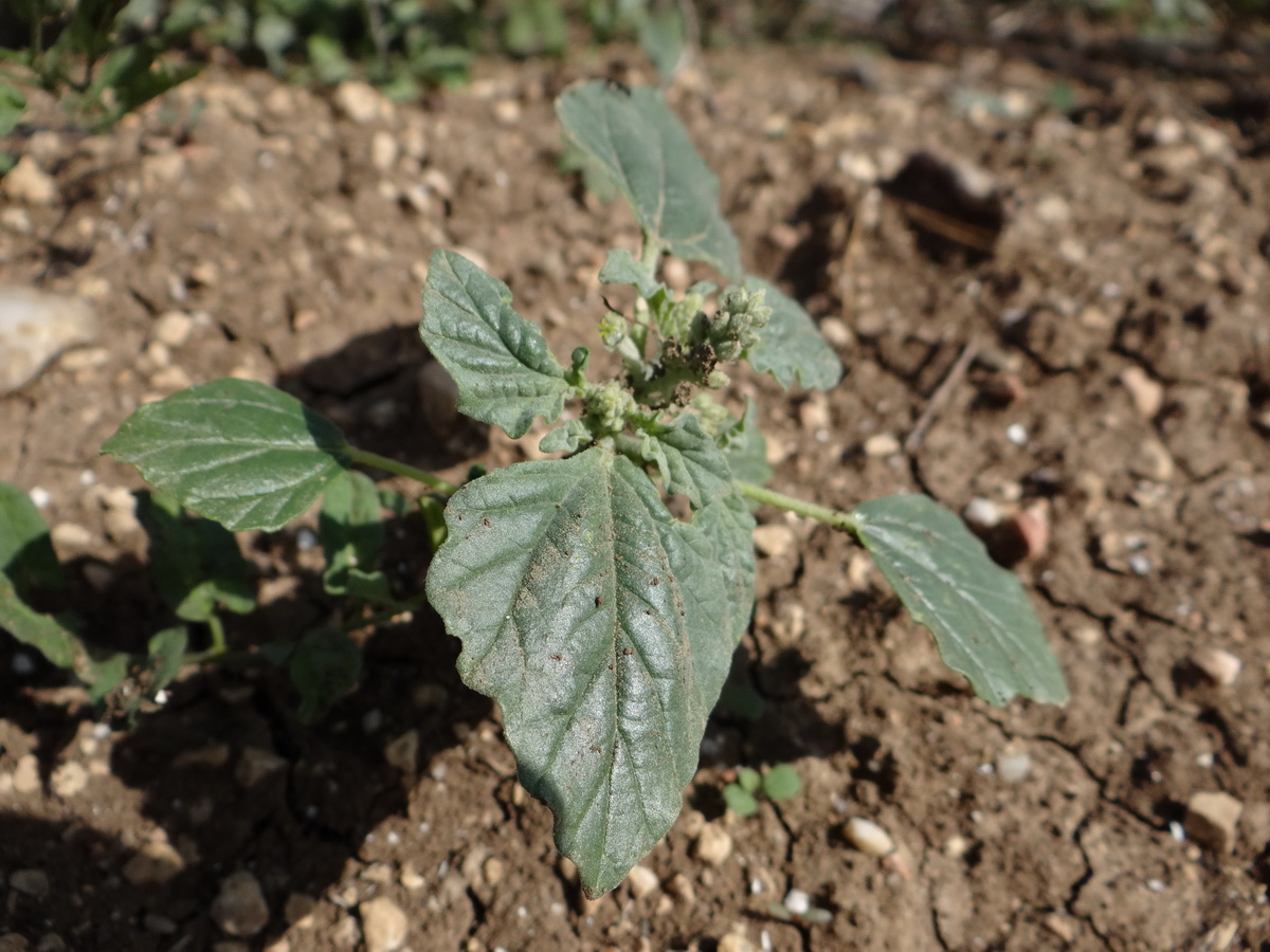 Image of Chrozophora tinctoria specimen.