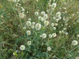 View full-size image Trifolium montanum
