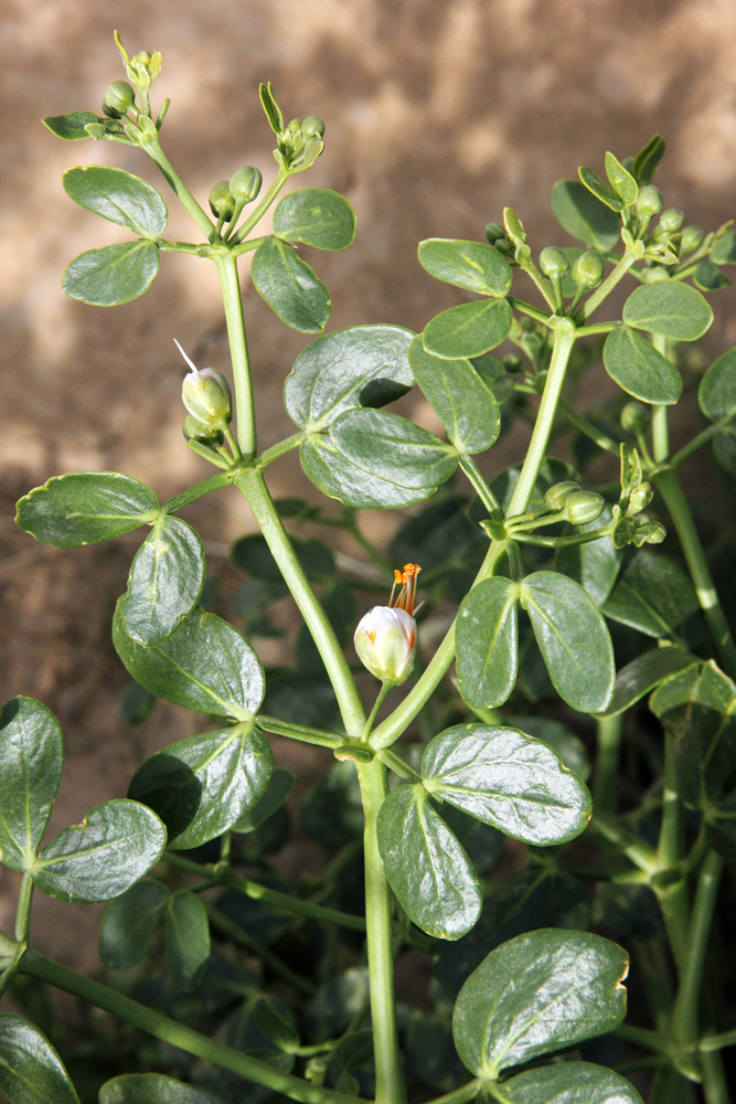 Изображение особи Zygophyllum oxianum.