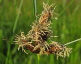 genus Bolboschoenus. Соцветие. Татарстан, Бавлинский р-н, берег реки. 16.07.2013.