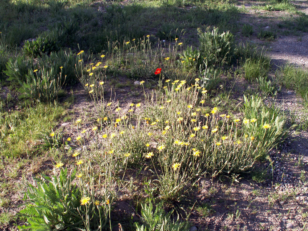 Image of Scorzonera inconspicua specimen.