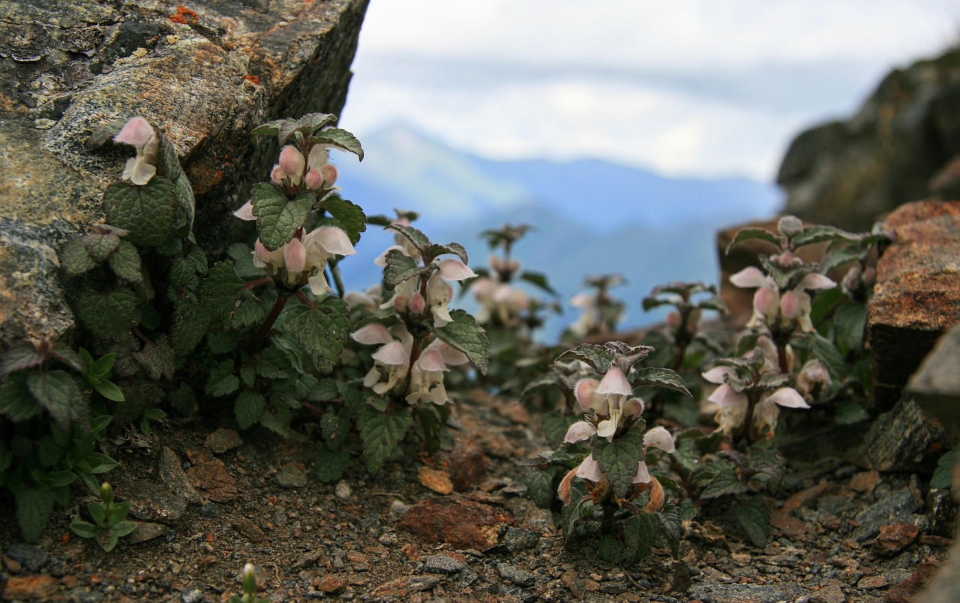 Image of Lamium tomentosum specimen.