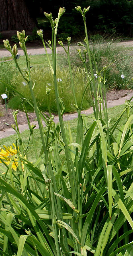 Изображение особи Hemerocallis yezoensis.