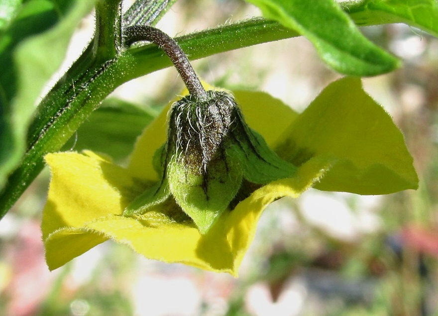 Изображение особи Physalis ixocarpa.