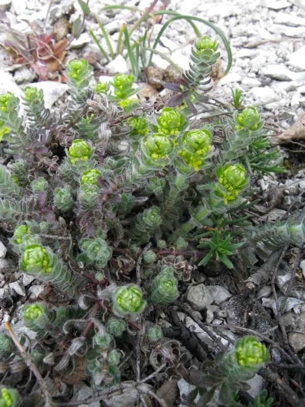 Image of Cruciata taurica specimen.