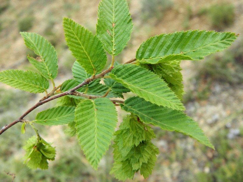 Image of Carpinus orientalis specimen.