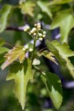 Acer semenovii