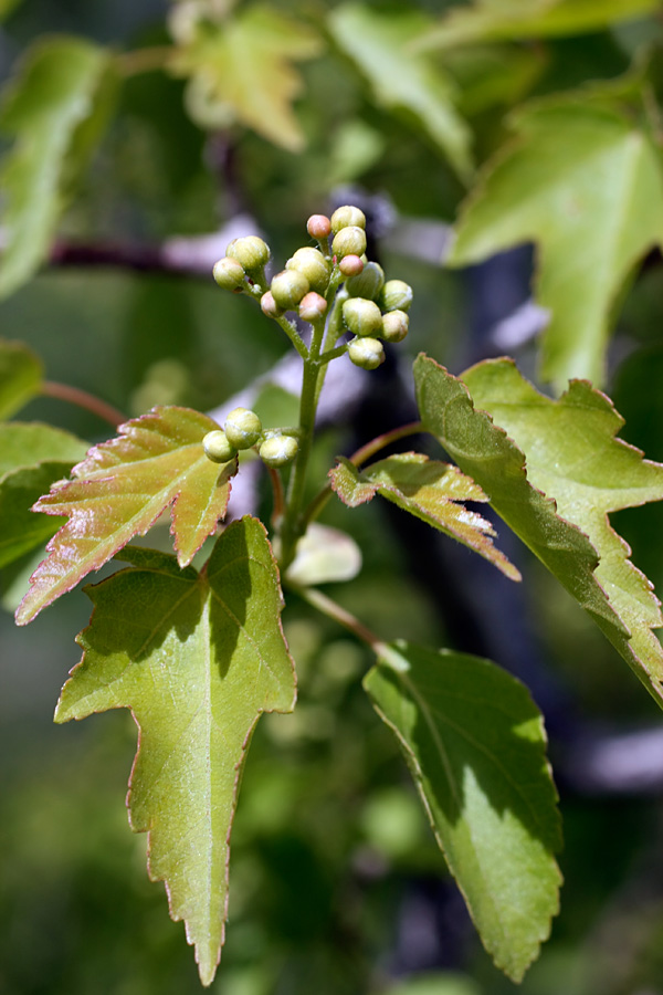 Image of Acer semenovii specimen.