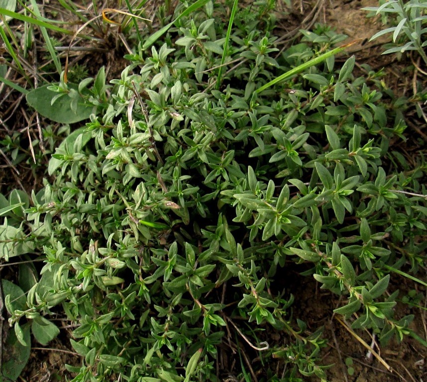 Image of Cerastium arvense specimen.