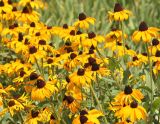 род Rudbeckia. Соцветия. Крым, Ялтинский горсовет, пос. Никита, Никитский ботанический сад, в культуре. 5 августа 2013 г.