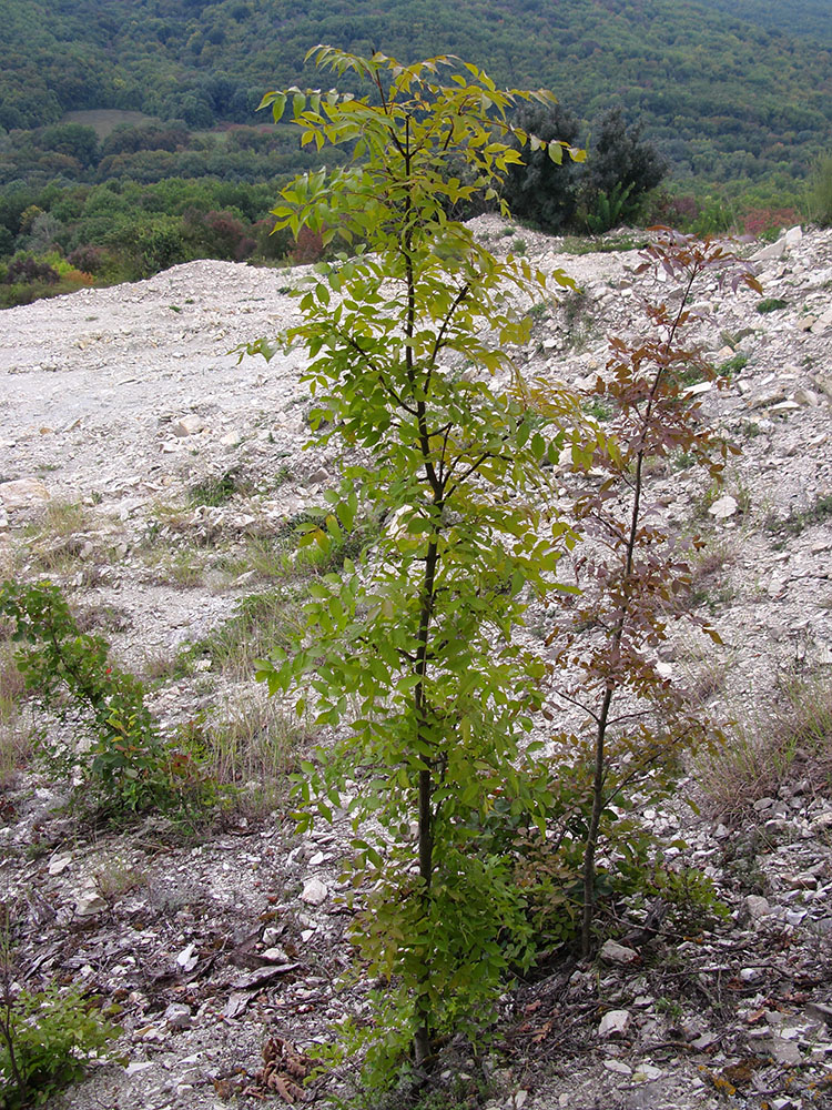 Изображение особи Fraxinus excelsior.